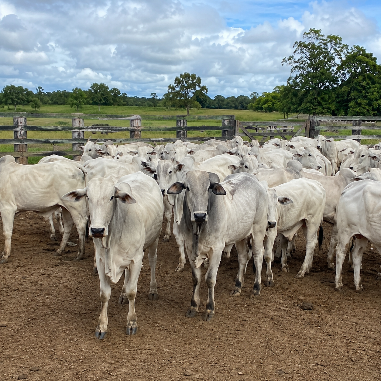 Lote 40 bois Nelore